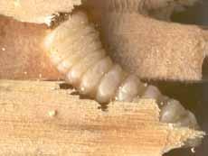 Fot. Wikipedia Larwa i dorosła postać spuszczela pospolitego (Hylotrupes bajulus) trzymać ich rozwój. Jak wszyscy wiemy, osuszenie skutkuje do czasu pojawienia się odrobimy wilgoci.