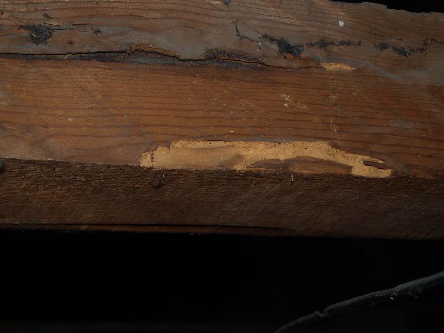 (Anobium punctatum) Fot. 26.