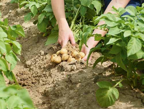Chronimy Państwa uprawy! Rośliny uprawne z naszych pól są podstawą naszego żywienia. Dlatego zdrowe plantacje są głównym czynnikiem decydującym o sukcesie Państwa jako rolników.