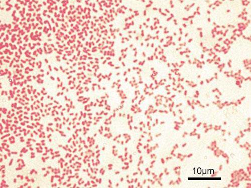 Pseudomonas i