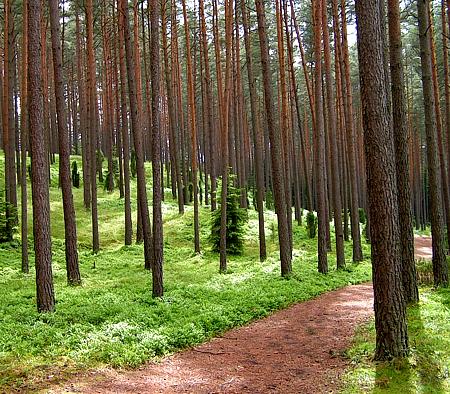 Tomasz Giętkowski Instytut Geografii, Uniwersytet Kazimierza Wielkiego Zastosowanie wybranych metod ekologii krajobrazu do analizy struktury geokompleksów (na przykładzie okolic Tucholi) Gołąbek