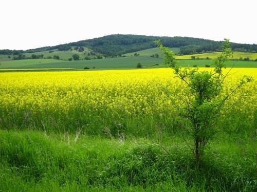 Sudety i Przedgórze Sudeckie Przedgórze Sudeckie teren równinny falisty występują wniesienia ze starych skał krystalicznych np.