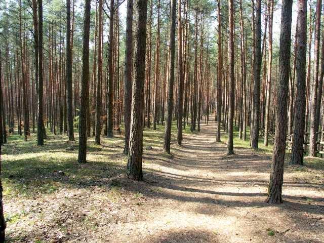 stanowi 70% powierzchni wszystkich polskich lasów największe kompleksy to Bory Tucholskie,