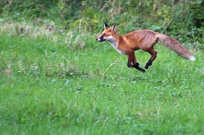 Zewnętrzne Karpaty Zachodnie wyróżnia się tutaj od jednego do pięciu pięter roślinności roczna suma opadów 800-1300mm w