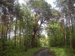 Typy lasów w Polsce - grąd wielogatunkowy las liściasty (niekiedy z domieszką jodły lub modrzewia)