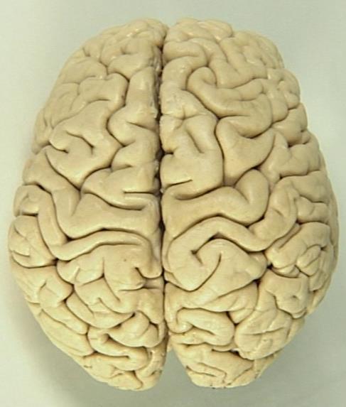 Kora mózgowa funkcje percepcja kontrola ruchowa uwaga pamięć emocje myślenie główne struktury płaty: czołowy, skroniowy, potyliczny, ciemieniowy, wyspa