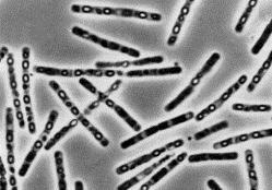 Bacillus