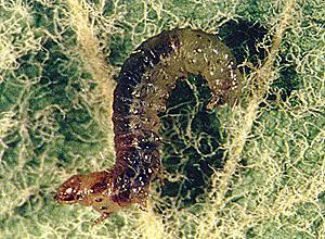 Bacillus