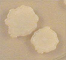 B.subtilis,