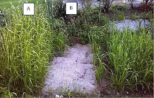 Rys. 7. System korzeniowy trawy w biowłókninie przykrytej warstwą ziemi Fig. 7. The root system grass in bio nonwovens covered with a layer of soil Rys. 8.