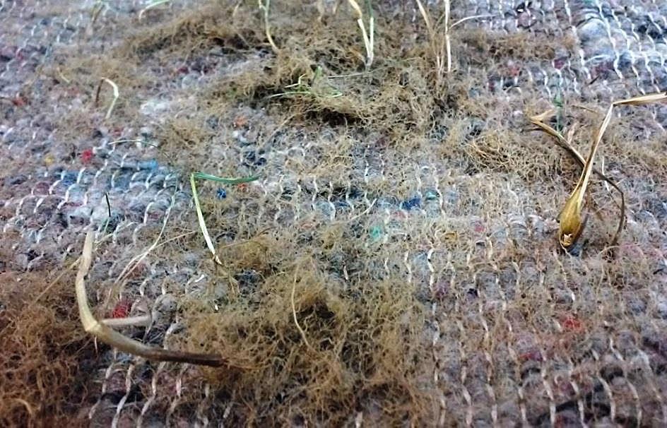 The test stand after 7 months A) bio nonvowens covered with a layer of soil, B) bio nonvowens uncovered LITERATURA 1. Ajdukiewicz J., 2005.