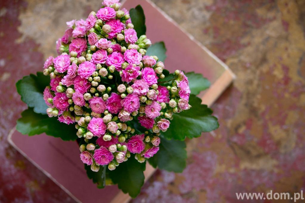 Kwiaty kwitnące zimą: kalanchoe Kalanchoe, inaczej żyworódka, do krajów europejskich przywędrowała bezpośrednio z Madagaskaru, gdzie pojawia się na pustyniach.