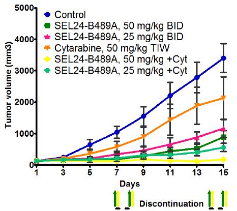 Wykres 8. Test skuteczności SEL24: Wzrost nowotworu (AML z mutacją FLT3) u myszy po podaniu SEL24 i cytarabiny (powszechnie stosowanego cytostatyku w leczeniu AML) Wykres 9.