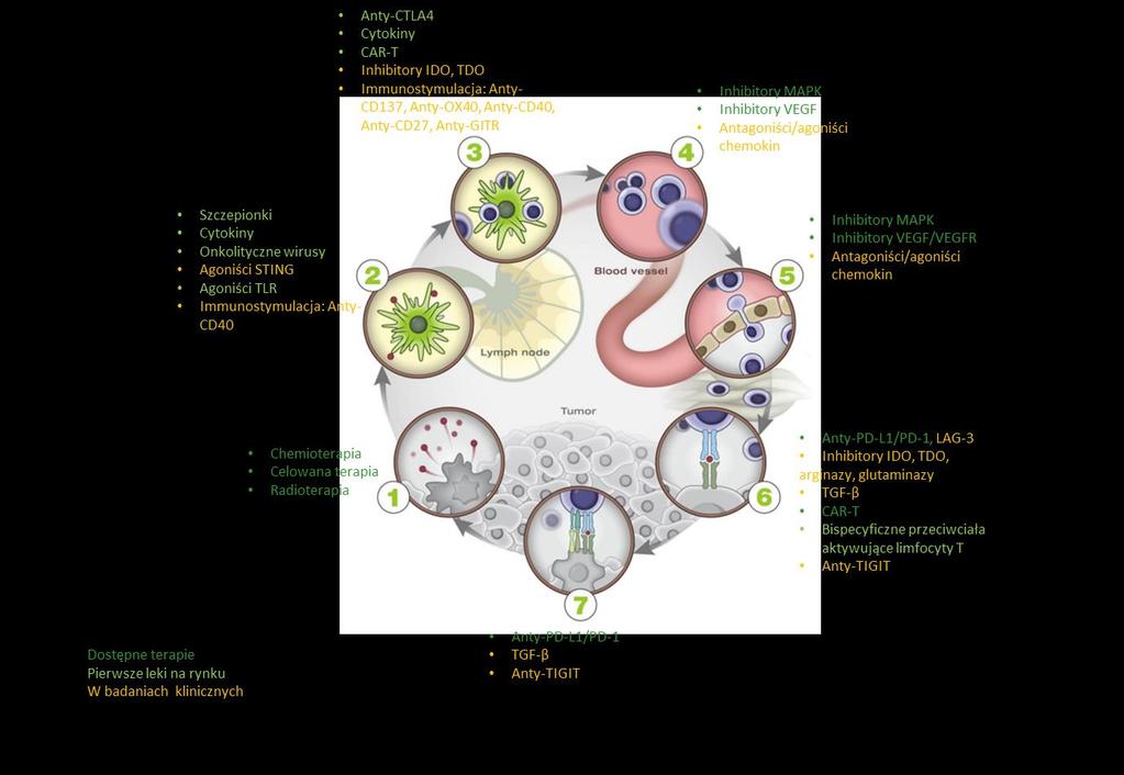 Terapie onkologiczne w zależności od odpowiedzi immunologicznej Źródło: The immunotherapy of