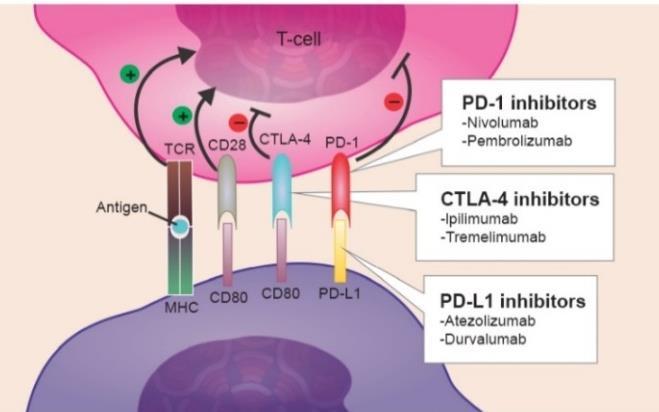 1. Inhibitory punktów kontrolnych (checkpoint inhibitors) Obecnie zarejestrowane jako leki inhibitory punktów kontrolnych mają za zadanie zablokowanie jednego z 3 celów: (1) receptora PD-1