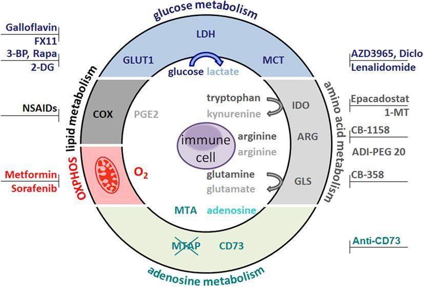 Immunometabolizm i metabolizm nowotworów Immunometabolizm to obszar onkologii, który skupia się na zmianach, które następują w ścieżkach metabolicznych w komórkach odpornościowych oraz