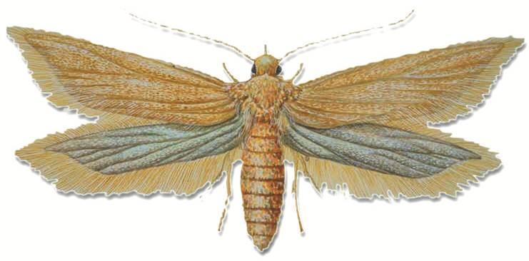 Skośnik zbożowiaczek (Sitotroga cerealella) Samica składa 200-300 jaj. Gąsienice wgryzają się w ziarno; skupiają się w grupy. W ziarnie przechodzą w stadium poczwarki.
