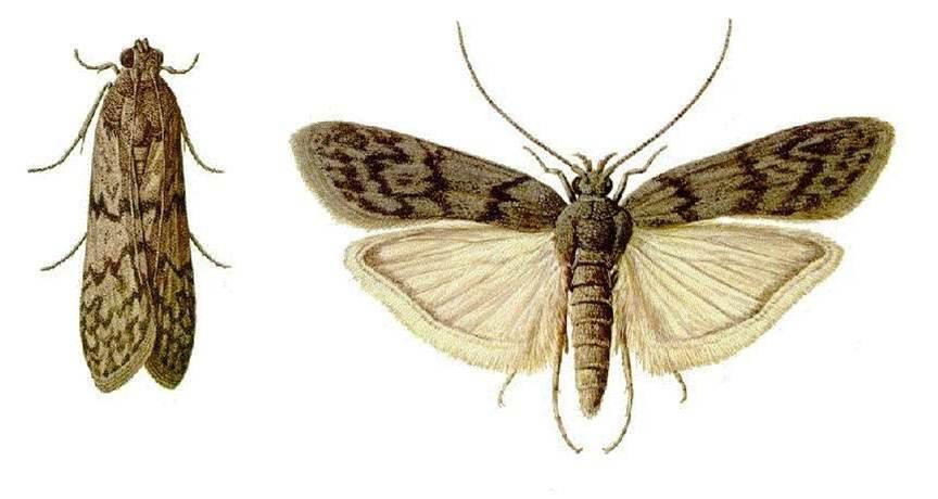 Mklik mączny, Ephestia kuehniella Sposób żerowania: Pospolity szkodnik zboża i produktów zbożowych. Optymalna temperatura: 26-30 o C, 40-75% RH.