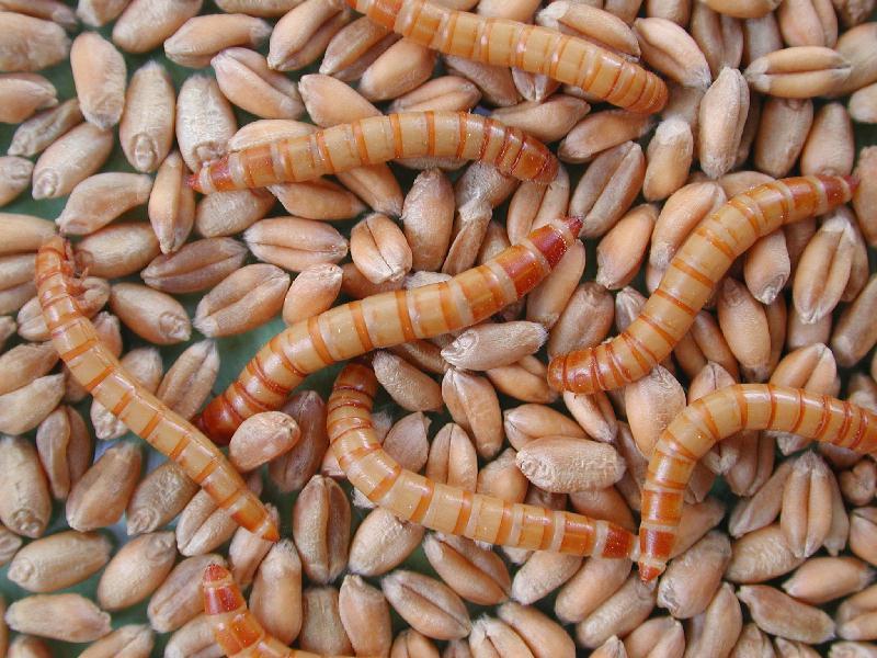 Konieczna metoda chemiczna Jeśli żniwa były wilgotne Jeśli zależy nam na dłuższym przetrzymywaniu