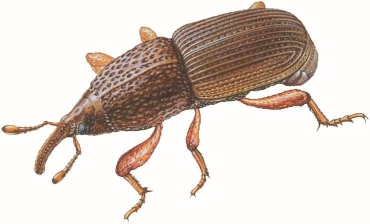 Wołek zbożowy (Sitophilus granarius) Cykl rozwojowy w zależności od warunków.