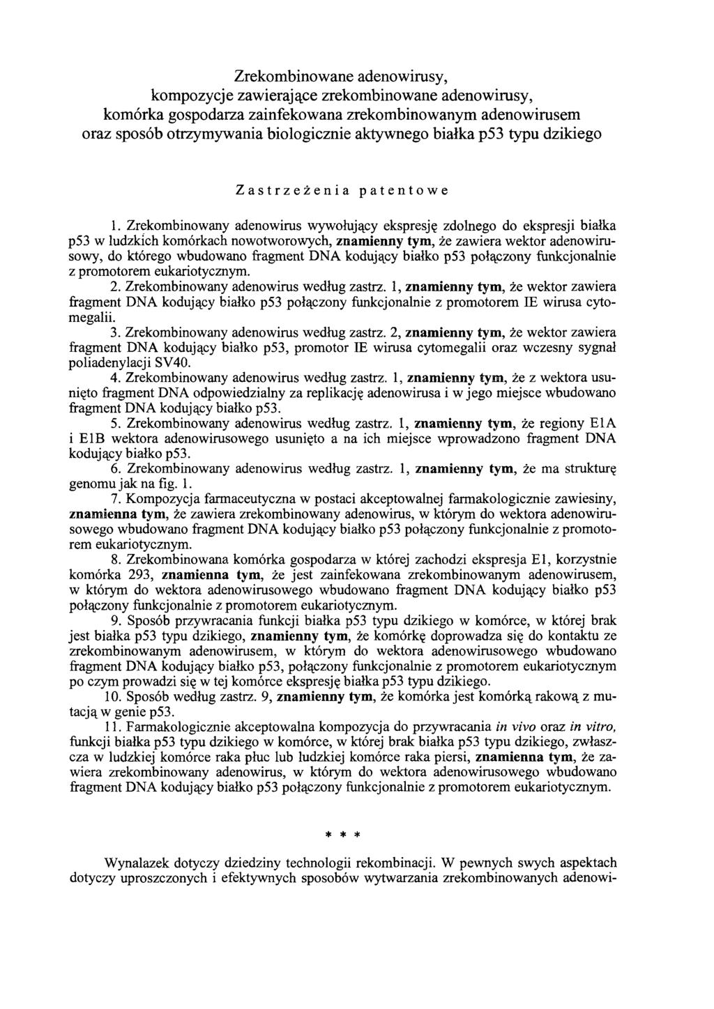 Zrekombinowane adenowirusy, kompozycje zawierające zrekombinowane adenowirusy, komórka gospodarza zainfekowana zrekombinowanym adenowirusem oraz sposób otrzymywania biologicznie aktywnego białka p53