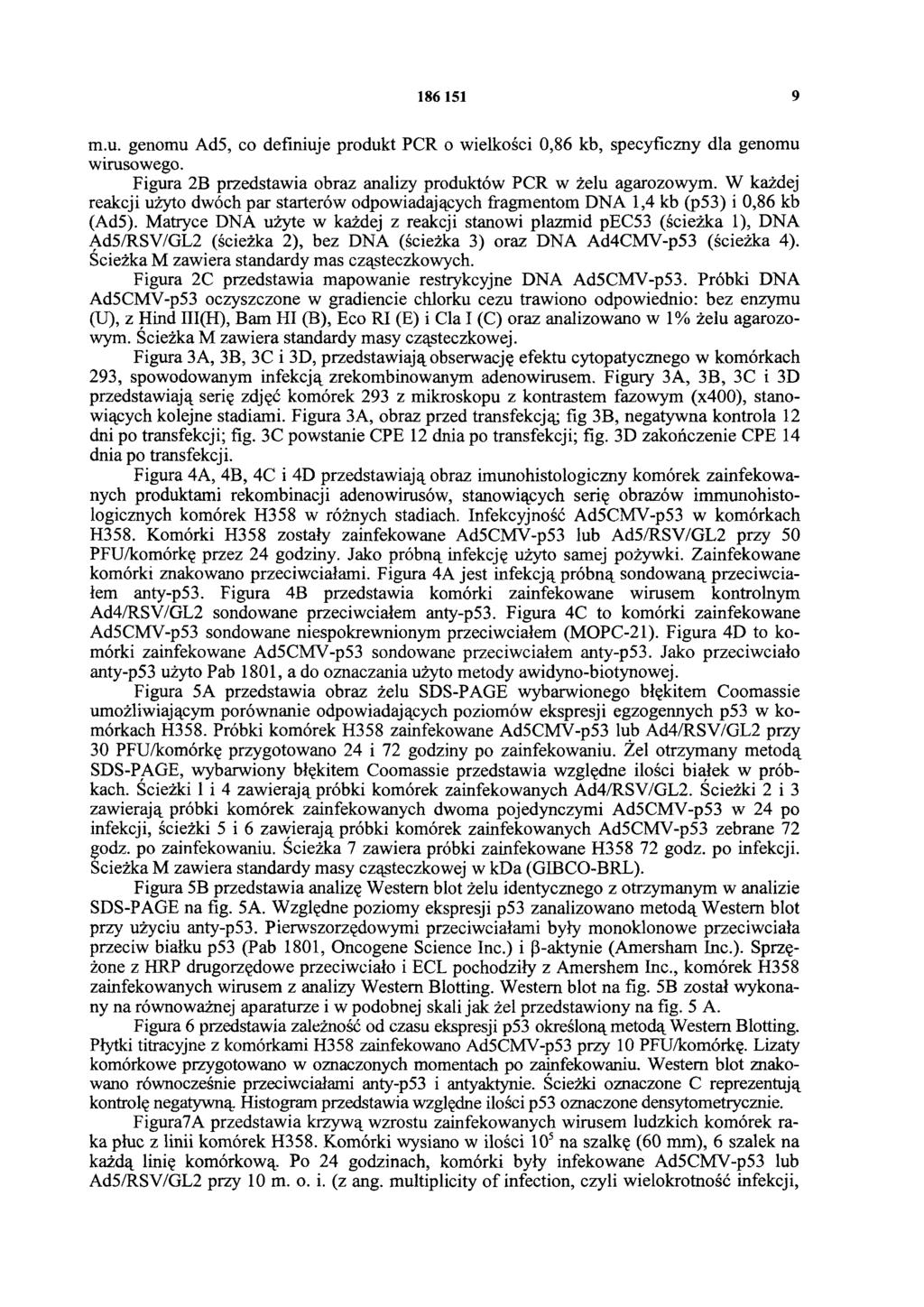 186 151 9 m.u. genomu Ad5, co definiuje produkt PCR o wielkości 0,86 kb, specyficzny dla genomu wirusowego. Figura 2B przedstawia obraz analizy produktów PCR w żelu agarozowym.