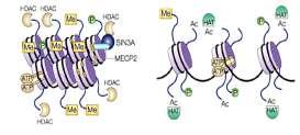 Acetylacja histonów rdzeniowych Acetylacja histonów rdzeniowych rozluźnia strukturę chromatyny DNA staje się dostępny dla czynników transkrypcyjnych i polimeraz Jedna cząsteczka histonu może być