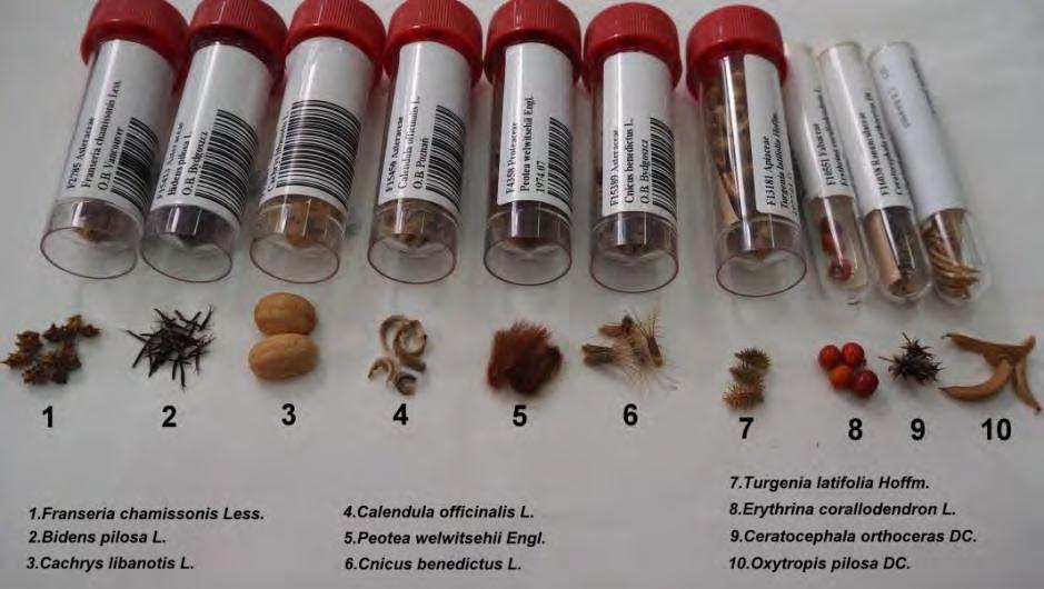 Prowadzenie herbarium Kolekcja kwiatostanów jest materiałem