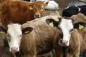 Postęp w rolnictwie Postęp w rolnictwie może być podzielony na kilka kategorii Postęp biologiczny Postęp biologiczny związany z wprowadzaniem do produkcji wszelkiego rodzaju organizmów żywych w