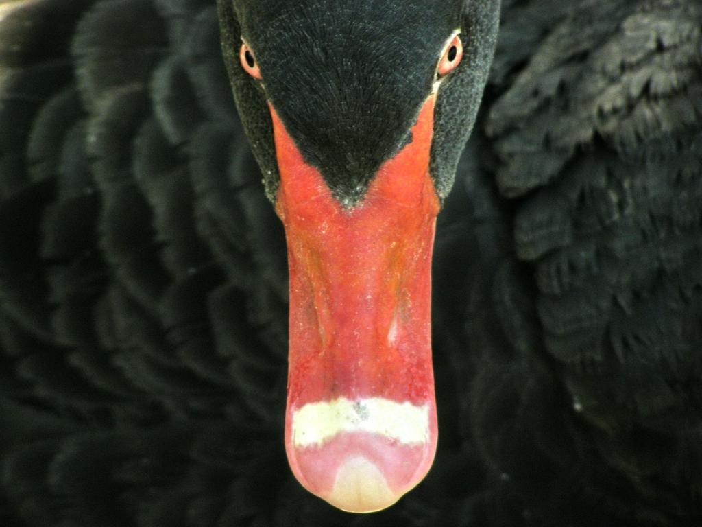 Black swan Opcje w praktyce