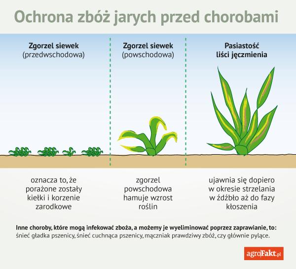 .pl https://www..pl Pierwszym ochronnym zabiegiem podczas siewu jest zaprawianie ziarna. Dobra zaprawa powinna zapewnić skuteczną ochronę w początkowej fazie rozwojowej zboża.