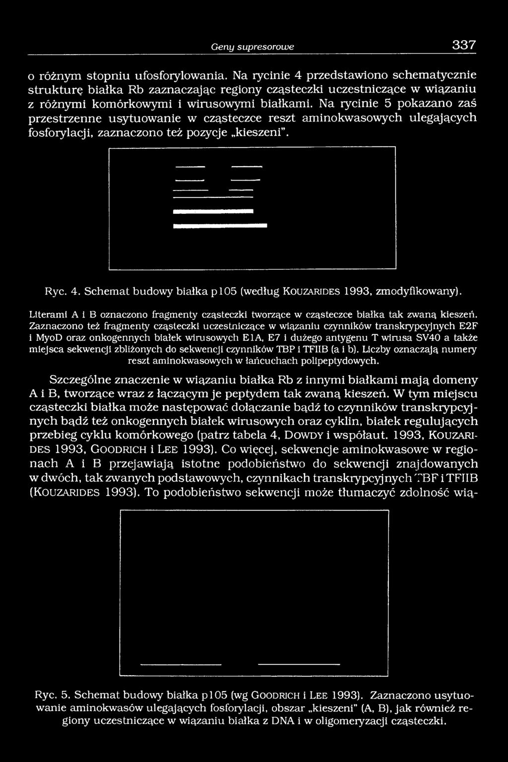 Na rycinie 5 pokazano zaś przestrzenne usytuowanie w cząsteczce reszt aminokwasowych ulegających fosforylacji, zaznaczono też pozycje kieszeni. Ryc. 4.