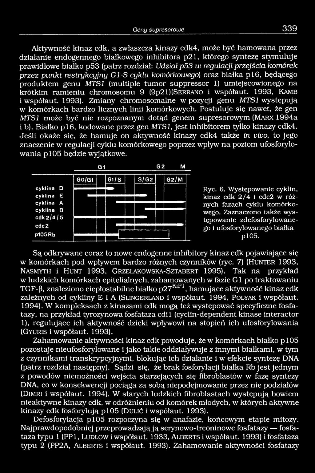 krótkim ramieniu chromosomu 9 (9p21) (S e r r a n o i współaut. 1993, K a m b i współaut. 1993). Zmiany chromosomalne w pozycji genu MTS 1 występują w komórkach bardzo licznych linii komórkowych.