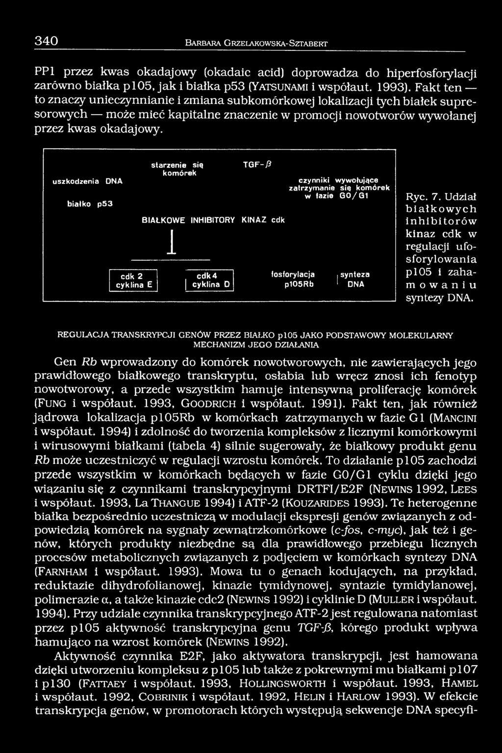 Gen Rb wprowadzony do komórek nowotworowych, nie zawierających jego prawidłowego białkowego transkryptu, osłabia lub wręcz znosi ich fenotyp nowotworowy, a przede wszystkim hamuje intensywną
