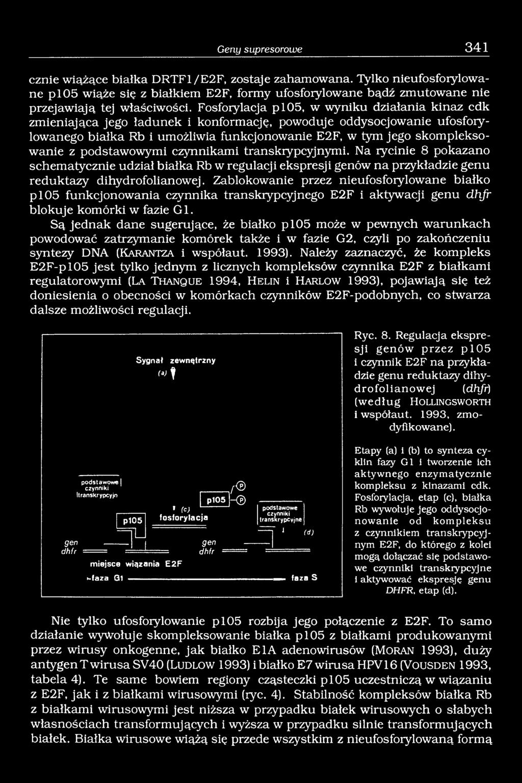 podstawowymi czynnikami transkiypcyjnymi. Na rycinie 8 pokazano schematycznie udział białka Rb w regulacji ekspresji genów na przykładzie genu reduktazy dihydrofolianowej.