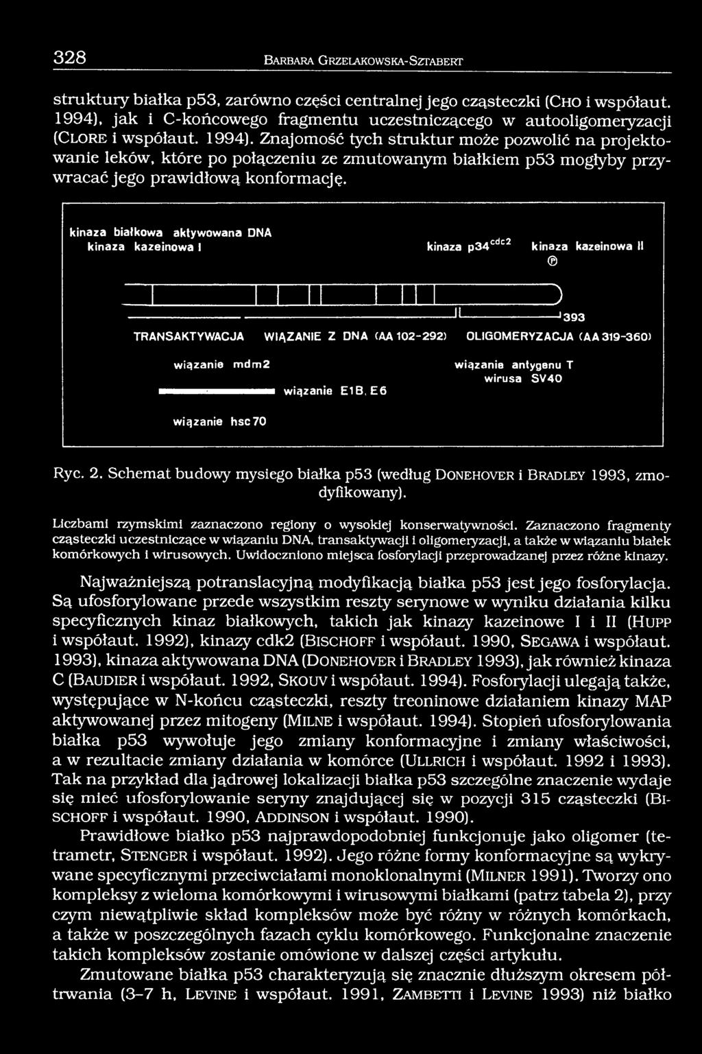 Znajomość tych struktur może pozwolić na projektowanie leków, które po połączeniu ze zmutowanym białkiem p53 mogłyby przywracać jego prawidłową konformację.