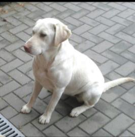 ...Our pets... Detektywi wśród nas? Zagłosujcie na najładniejszego z naszych ulubieńców. 1.