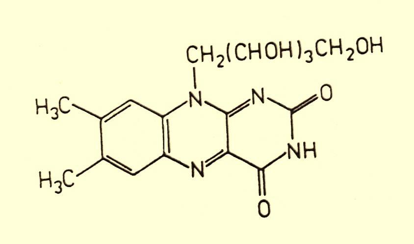 Witamina B 2 ryboflawina 1. szczepy produkujące do 100 mg witaminy na 1L pożywki 2. szczepy produkujące od 500 do 1000 mg/1l 3.