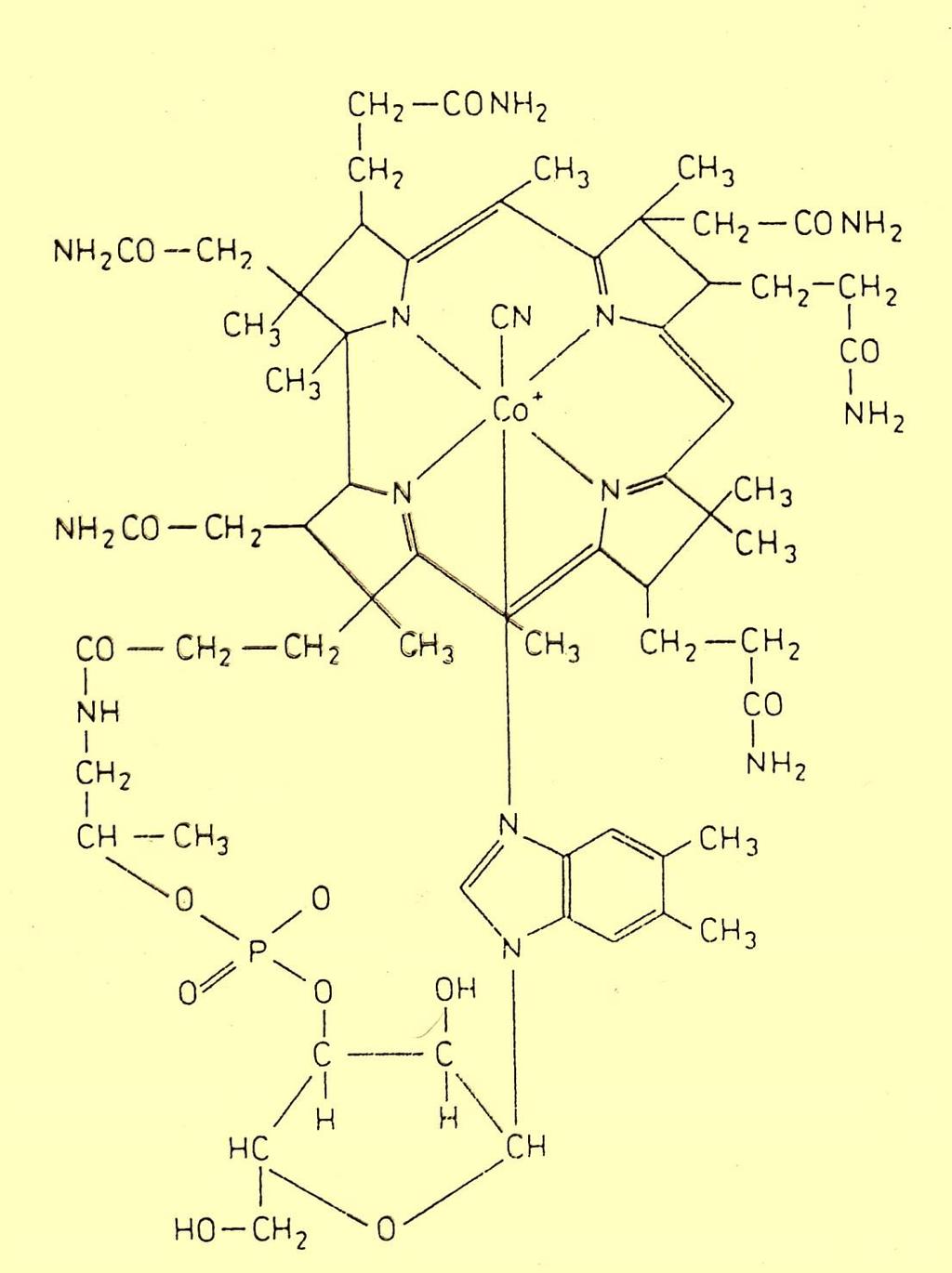 Witamina B 12 kobalamina Wiele drobnoustrojów jest zdolnych do biosyntezy wewnątrzkomórkowej witaminy B