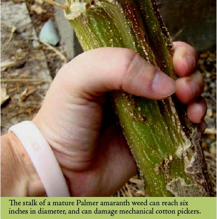 W 2008 r. w hrabstwie Macon w Georgii (USA), 7080% upraw było zachwaszczonych szarłatem Palmera (Amaranthus Palmerii) odpornym na Roundup 10 tys.