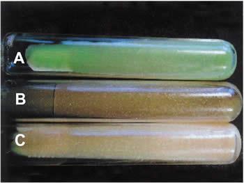 Mycobacterium