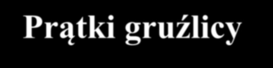 Prątki gruźlicy Mycobacterium tuberculosis MTC (Mycobacterium tuberculosis complex) Występują cztery typy prątka gruźlicy: ludzki, chorobotwórczy głównie