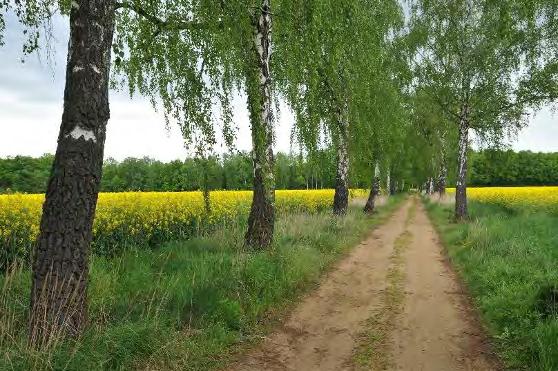 Znaczenie zadrzewień dla bioróżnorodności i klimatu Miejsca występowania wielu cennych gatunków 46 gat. ptaków lęgowych ( np.