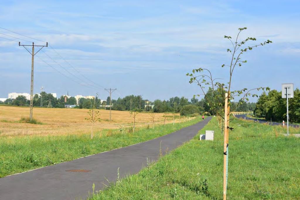 Ziemnice-Grzybiany w sąsiedztwie Legnicy; posadzono