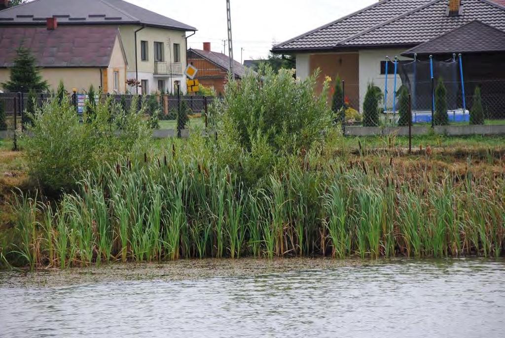 Zagospodarowanie oczka w Nurzynie jako przykład adaptacji do zmian klimatu Działania: wykonanie odmulenia oczka, skarpowanie brzegu-