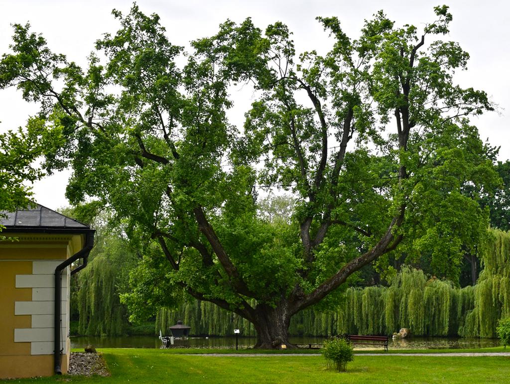Flora naczyniowa założenia pałacowo-parkowego w Dobrzycy 133 w Dobrzycy zostało opisane przez Czarną w 2003 roku. Drugie stanowisko jest zlokalizowane w parku w Gołuchowie (Czarna 2007).