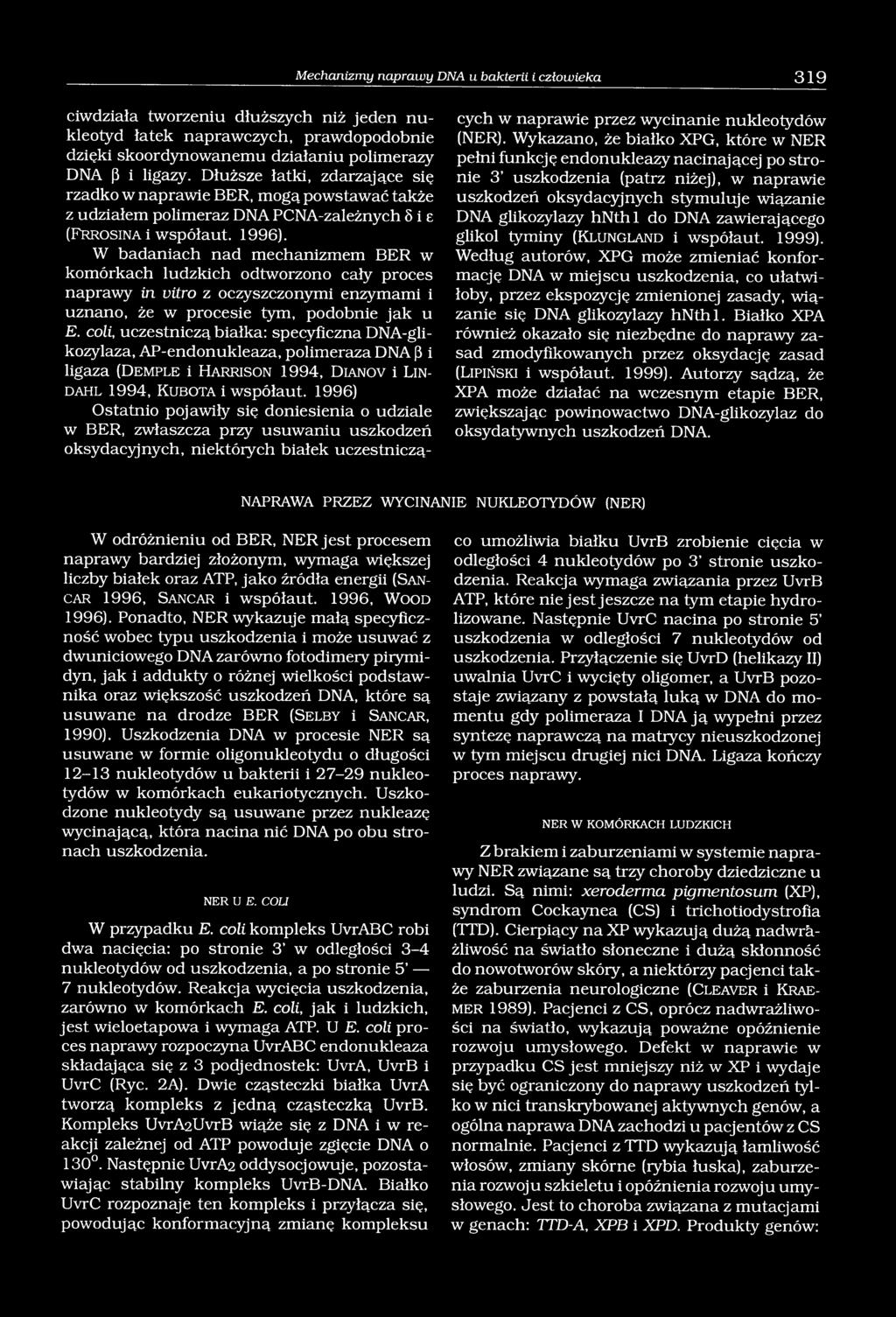 W badaniach nad mechanizmem BER w komórkach ludzkich odtworzono cały proces naprawy in vitro z oczyszczonymi enzymami i uznano, że w procesie tym, podobnie jak u E.