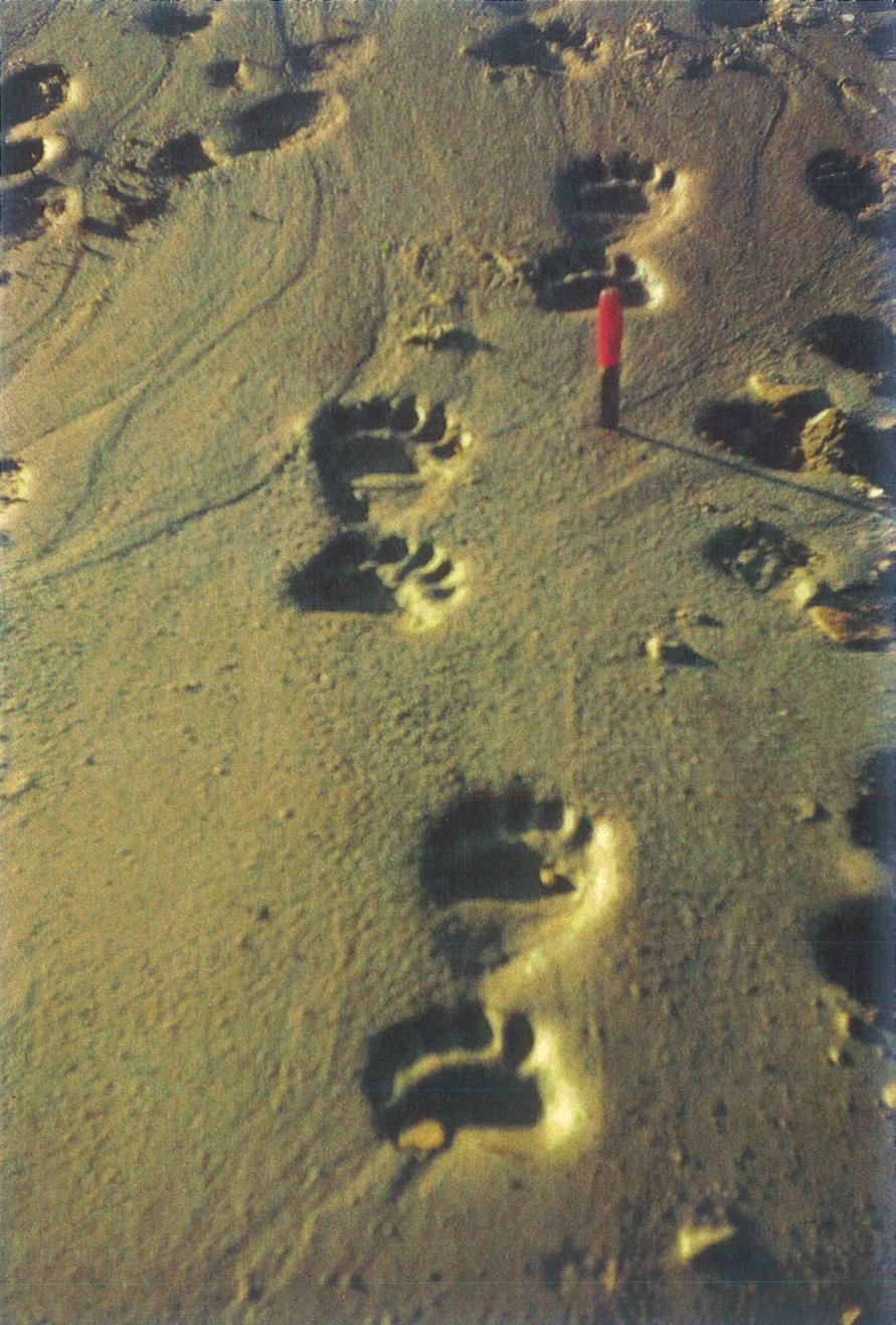Krzysztof Ludwik Birkenmajer Ryc. 8. Ślady niedźwiedzia polarnego na Spitsbergenie (fot. K. Birkenmajer). Fig. 8. Footprints of a polar bear on Spitsbergen (photo by K. Birkemajer). 9.