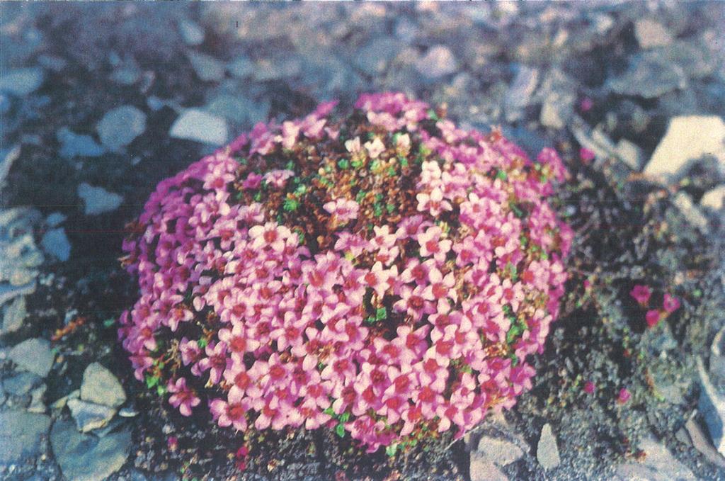 Skalnica Saxifraga oppositifolia kwitnie na tundrze w Zatoce Białego Niedźwiedzia, fiord Hornsund, Spitsbergen (fot. K. Birkenmajer).