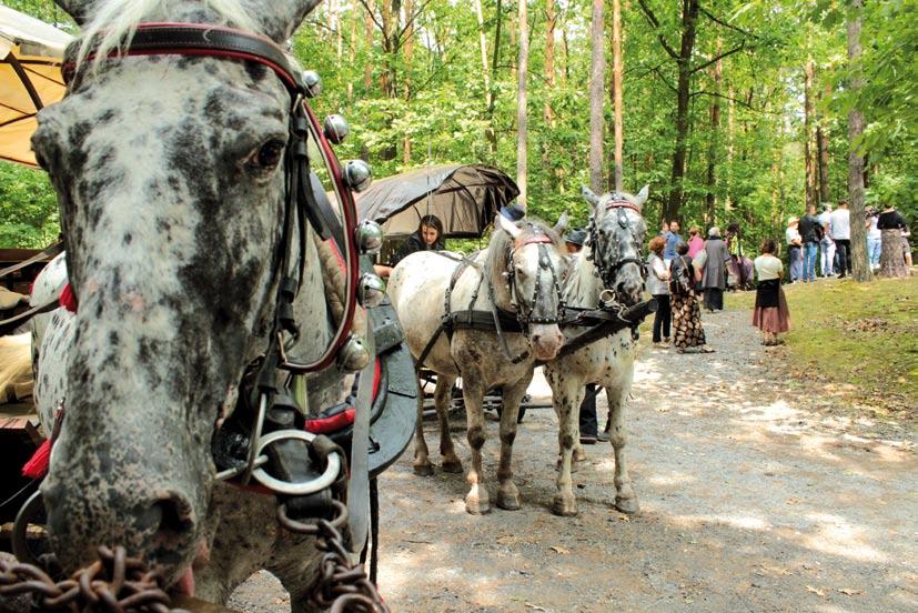 Śladem romskiej zagłady Międzynarodowy Tabor Pamięci Romów Międzynarodowy Tabor Pamięci Romów wyruszył w czwartek 27 lipca w drogę sprzed Muzeum Etnograficznego w Tarnowie.